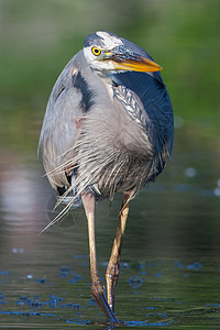 大蓝海隆捕捞池塘动物捕食者猎物水鸟荒野钓鱼鸟类苍鹭蓝色背景图片