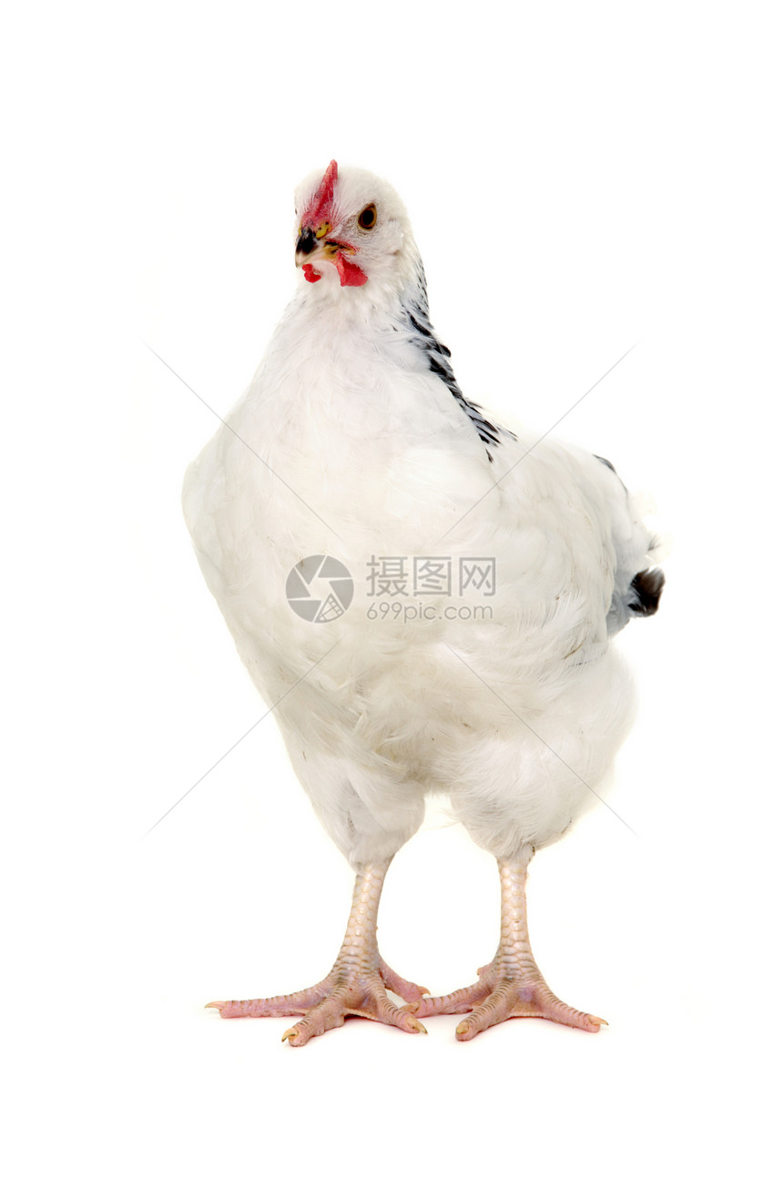 孤立鸡农业公鸡生活流感星星白色食物农场家禽家畜图片