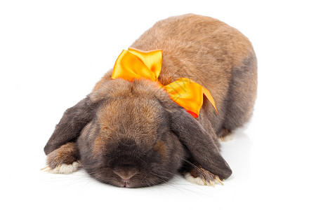 黄色兔子蝴蝶结复活节快乐的高清图片