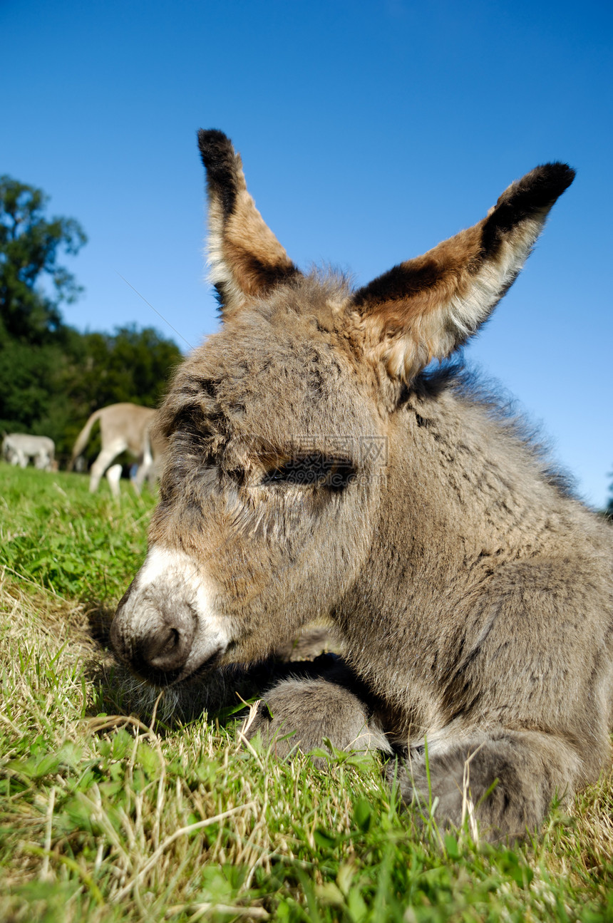 驴子foal农场骡子蓝色食物白色棕色场地绿色动物休息图片