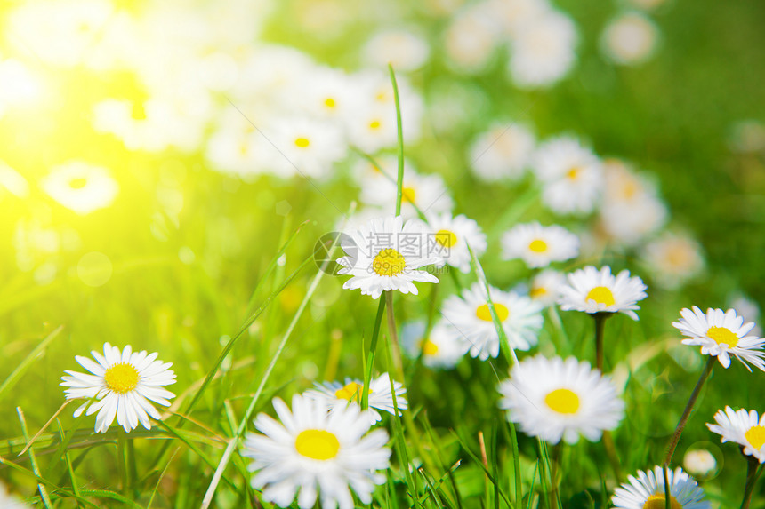 在一片草地里 有阳光和紧闭的乳房场地甘菊洋甘菊雏菊晴天花园季节白色草本植物花瓣图片