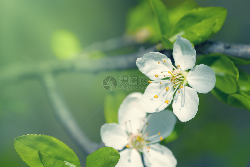 春花花李子植物学黄色生长阳光植物群绿色太阳白色背景图片