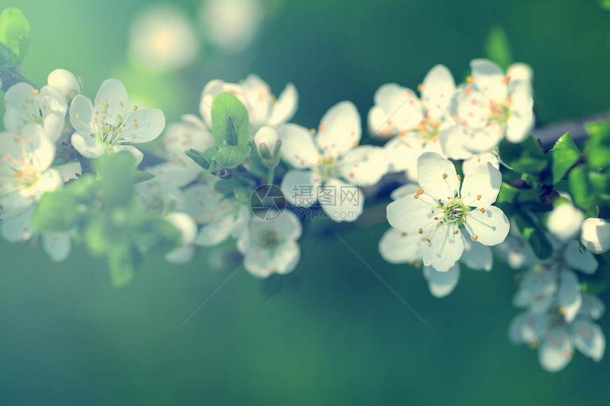 春花花生长太阳背景李子植物植物学阳光黄色白色绿色图片