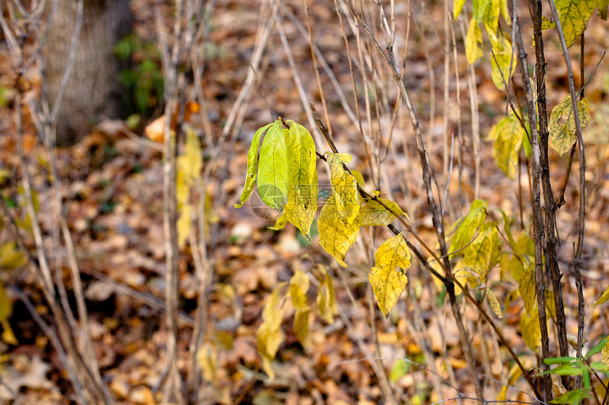 秋叶水平棕色落叶绿色植物群木头衬套森林图片