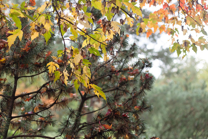秋叶棕色木头植物群树干天空水平红色落叶绿色图片