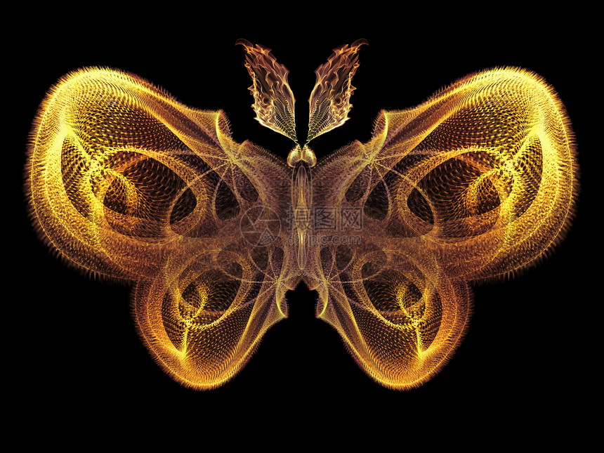 蝴蝶魔法宏观想像力触角生物学科学漏洞野生动物森林元素创造力图片
