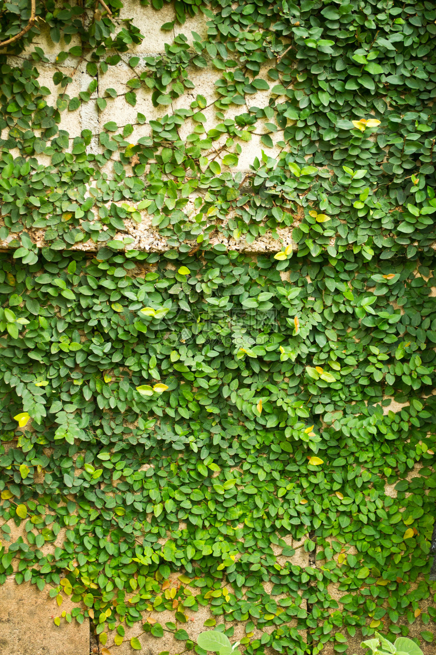 绿色树叶背景墙爬行者叶子墙纸地毯植物群场地石头生长植物公园图片