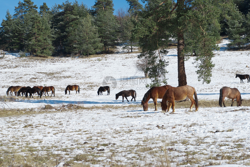 雪地滚动草原中的马匹农场树木农田牧场宠物力量鬃毛旅行栅栏图片