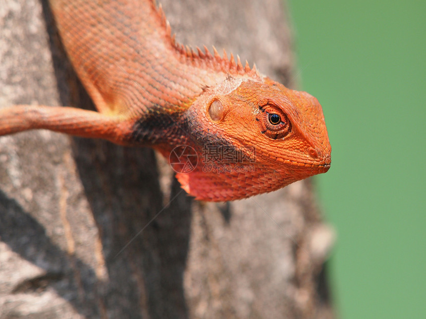 蜥蜴尾巴异国波峰动物群动物园胡子热带颜料脊椎动物宠物图片