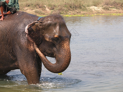 大象浴阿利亚尔高清图片