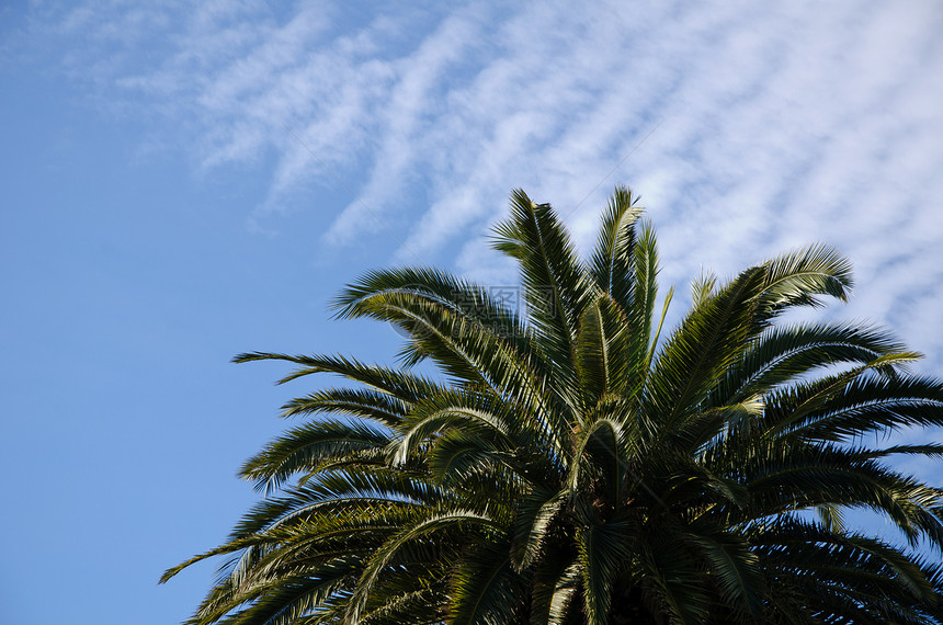 蓝天空棕榈树种植棕榈身体生态蓝色绿色树叶天空植物图片