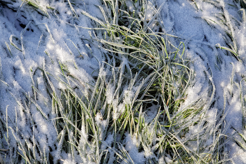 绿草覆盖着橡树霜图片