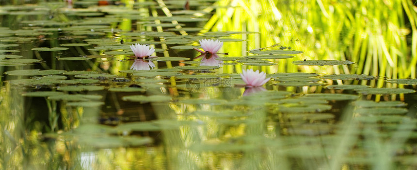 粉水百合阳光热带沼泽叶子情调花朵花园水池植物植物群图片