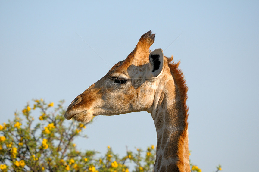 国家公园 纳米比亚野生动物哺乳动物长颈动物群动物荒野图片