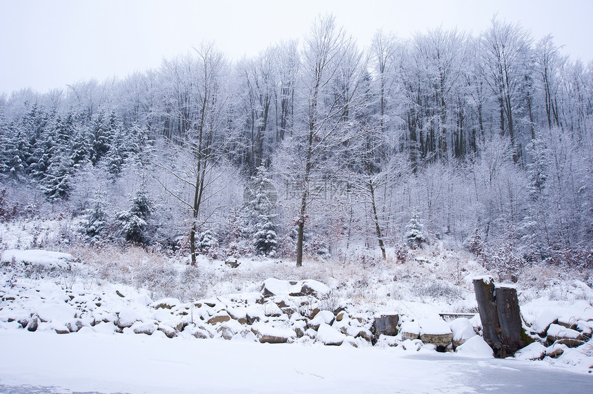 冬季风景童话天气风暴树木降雪公园季节天空木头下雪图片