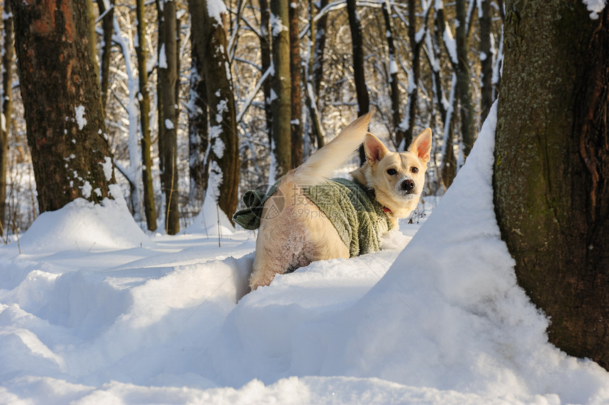 森林中的雪白色树木犬类屁股晴天小路分支机构衣服雪堆衬套图片