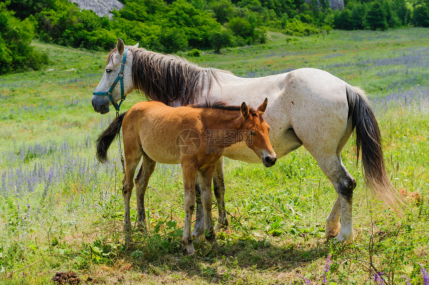 佛儿和他母亲马 喂奶场地牧场农场动物群马匹停留草稿小马婴儿农村图片