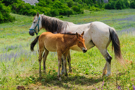 草稿马佛儿和他母亲马 喂奶场地牧场农场动物群马匹停留草稿小马婴儿农村背景