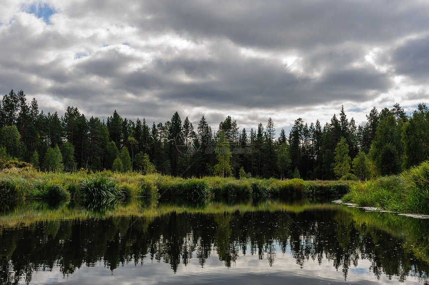 Karelian森林图片