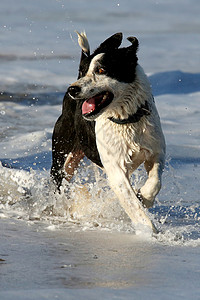 黑色奔跑素材在海滩的狗狗黑色动物冲浪哺乳动物宠物乐趣活力跑步海洋白色背景