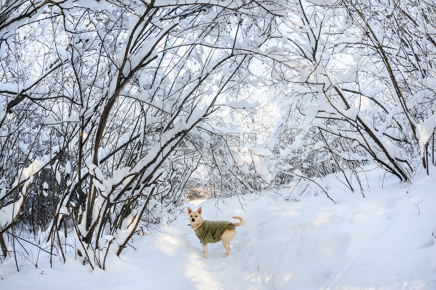 森林中的雪树木阴影森林分支机构雪堆晴天衬套白色宠物小路图片
