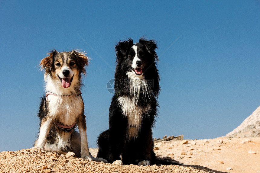 两只狗坐在山顶的山顶图片