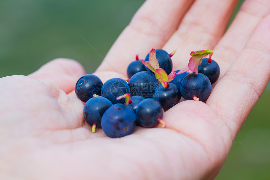 蓝莓游客枝条食物叶子草本植物季节蓝色生长野生动物覆盆子图片