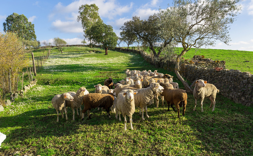 组白羊放牧羊毛草地家畜羊肉国家牧场哺乳动物乡村农场白色图片