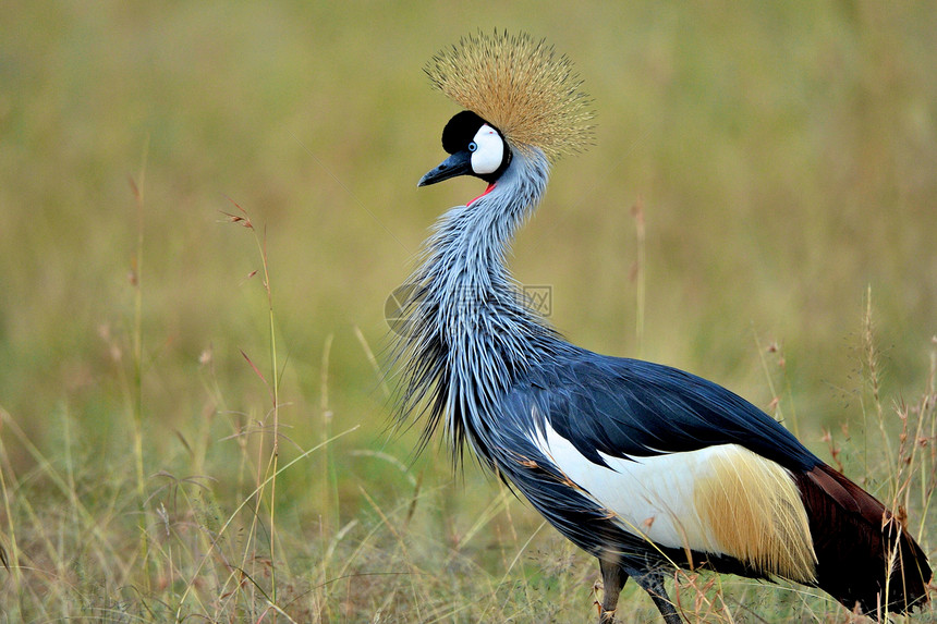 坦桑尼亚鸟类栖息动物紫色翅膀色彩观鸟羽毛宠物气候野生动物图片