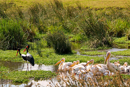 拉兰贾自然塞伦盖蒂国家公园高清图片