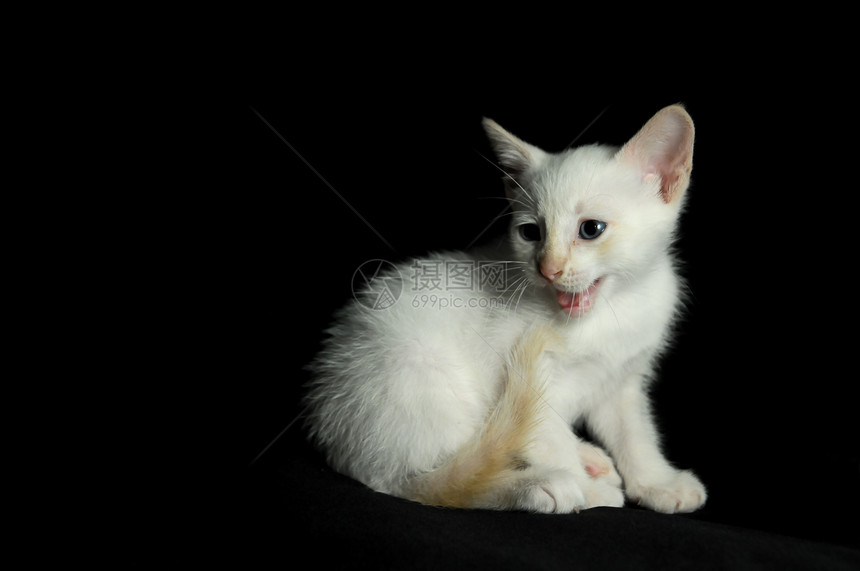 白幼婴小猫宠物黑色动物爪子白猫猫咪眼睛婴儿图片