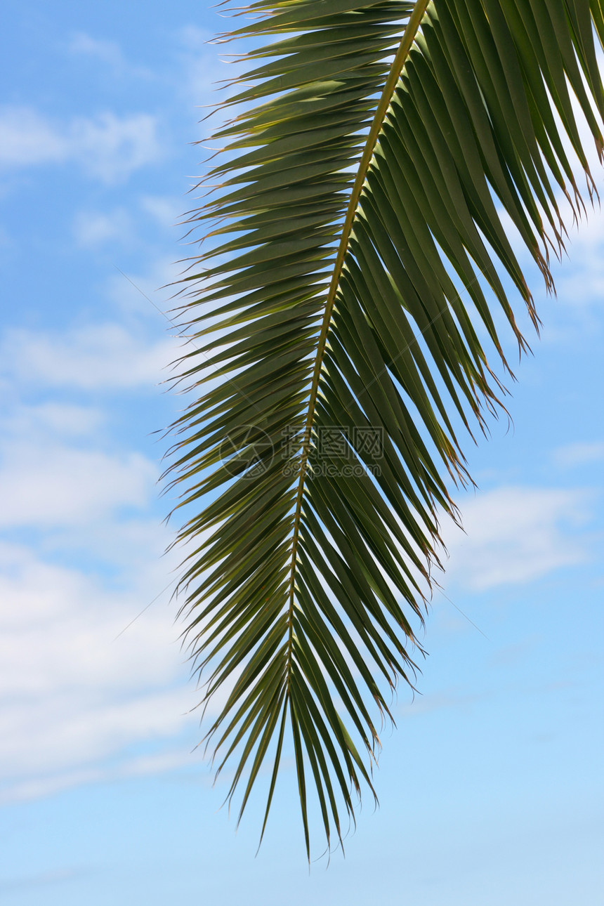 椰枣树热带旅行晴天植物天空海滩棕榈阴影休息蓝色图片