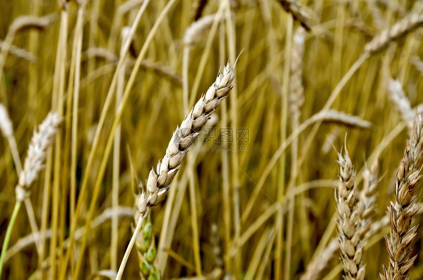 小麦田小麦的耳朵图片