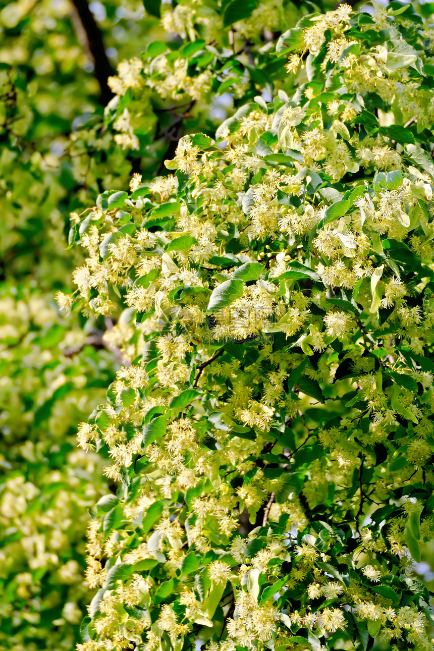 林登花叶子植物学季节利帕香水晴天刷子生活植物群生长图片