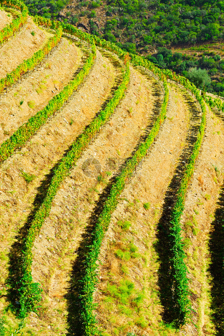 葡萄牙山丘生长场地栽培种植园爬坡酒厂农村土地花园阳台图片