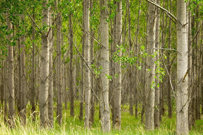 森林空气生长国家叶子绿色植物植物风景树干植被环境图片