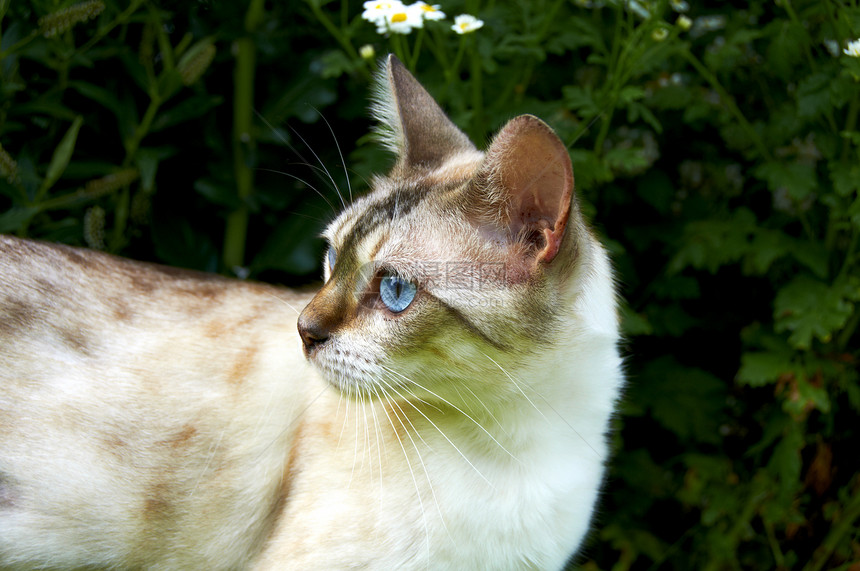 猫咪小猫毛皮花园蓝色眼睛短发宠物胡须图片