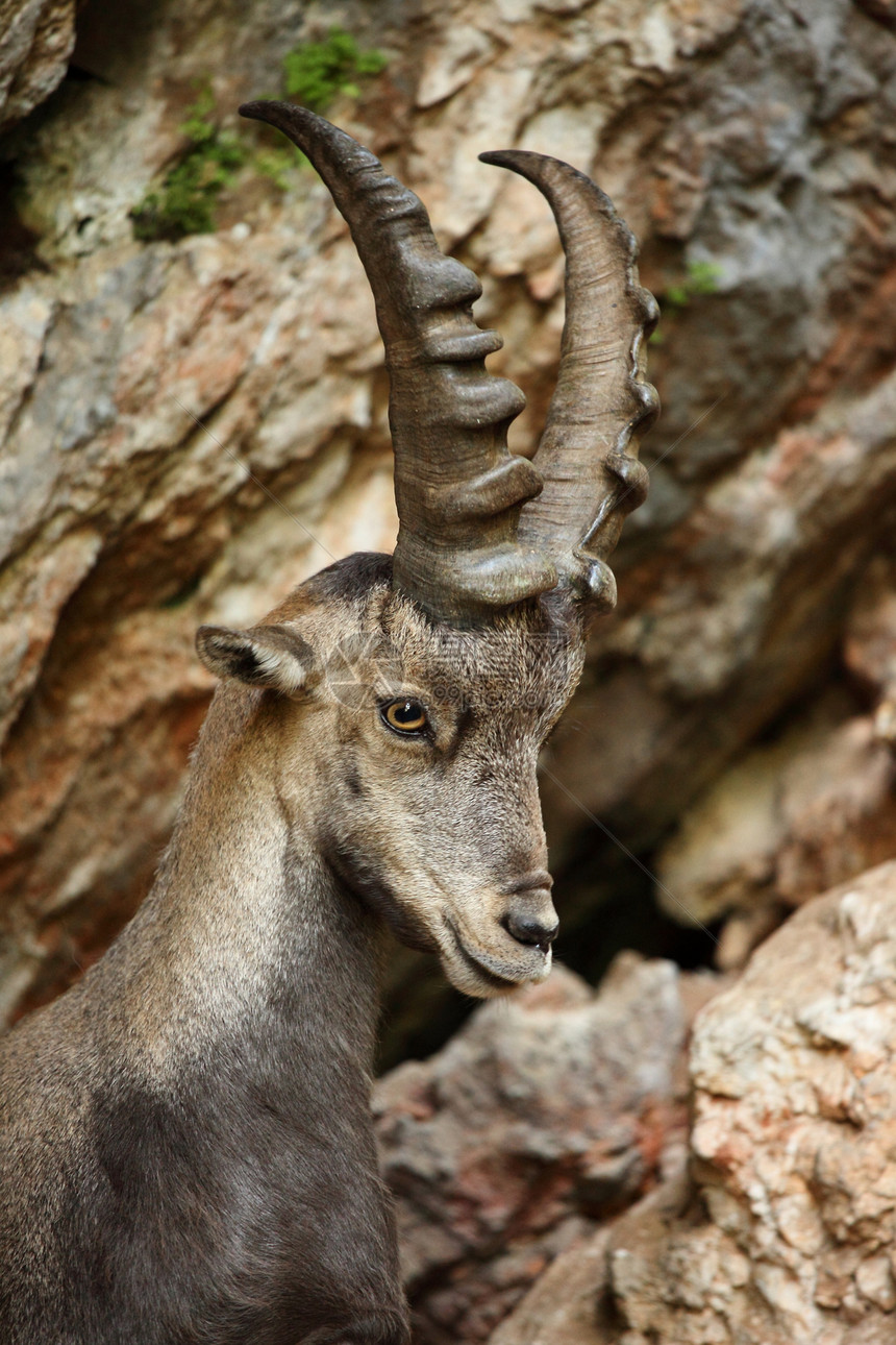 高山 Ibex哺乳动物动物群毛皮喇叭动物悬崖山脉岩石环境荒野图片