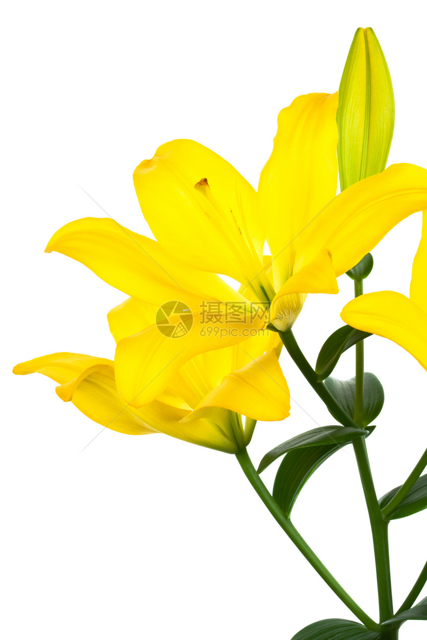 黄色李白色庆典百合园艺季节宏观植物礼物绿色叶子图片