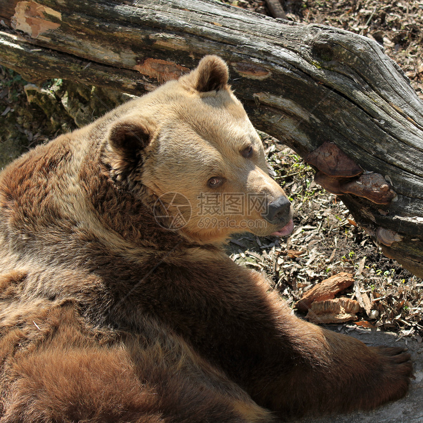 棕熊动物园岩石食肉危险力量牙齿森林毛皮哺乳动物生物图片