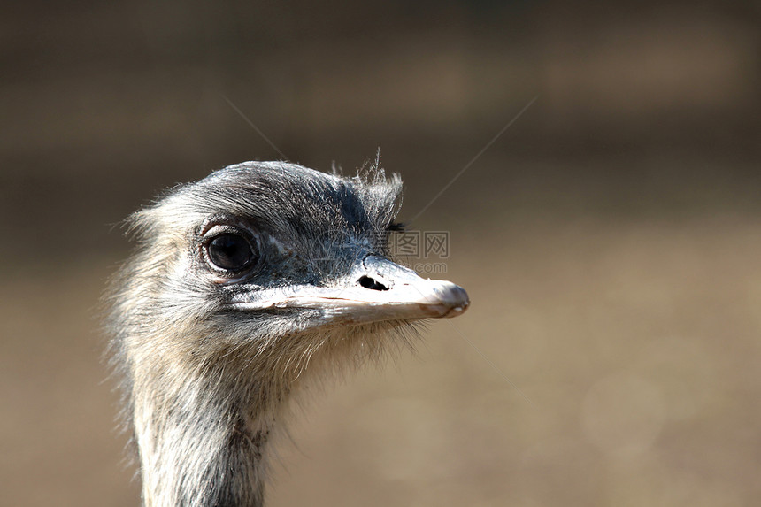 Emu 肖像眼睛羽毛脖子动物园荒野公园动物群鸵鸟农场野生动物图片