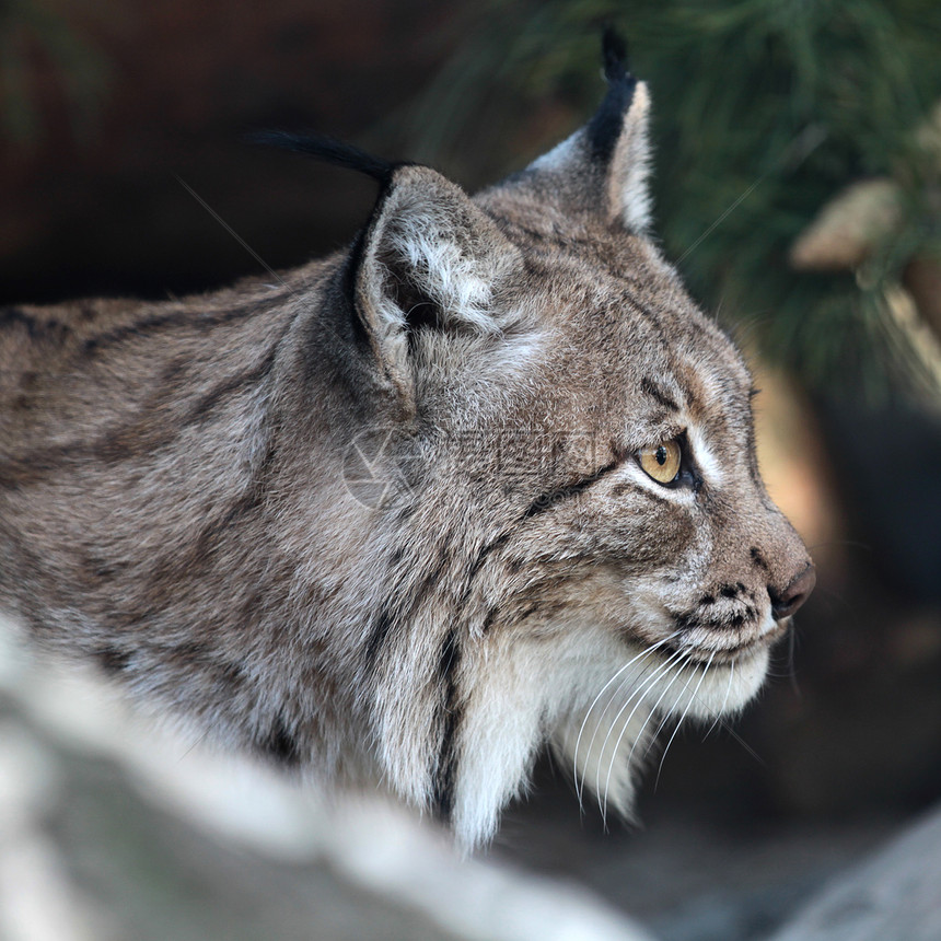 Lynx 林克森林危险哺乳动物捕食者濒危狞猫动物头发猫科野生动物图片