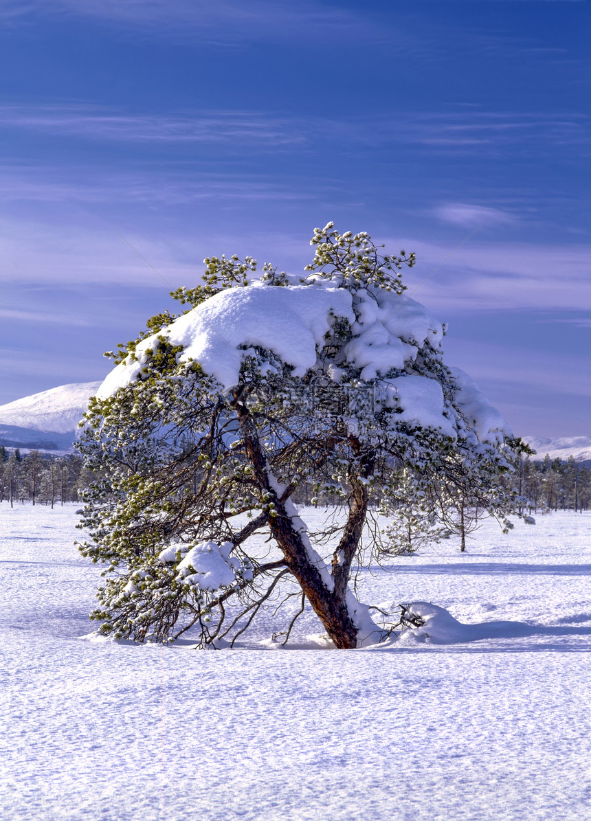 冬季树荒野场景蓝色场地土地风景薄雾空气森林孤独图片