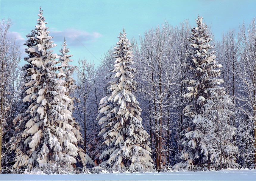冬季风景冻结天气季节阴影小路蓝色天空森林荒野木头图片