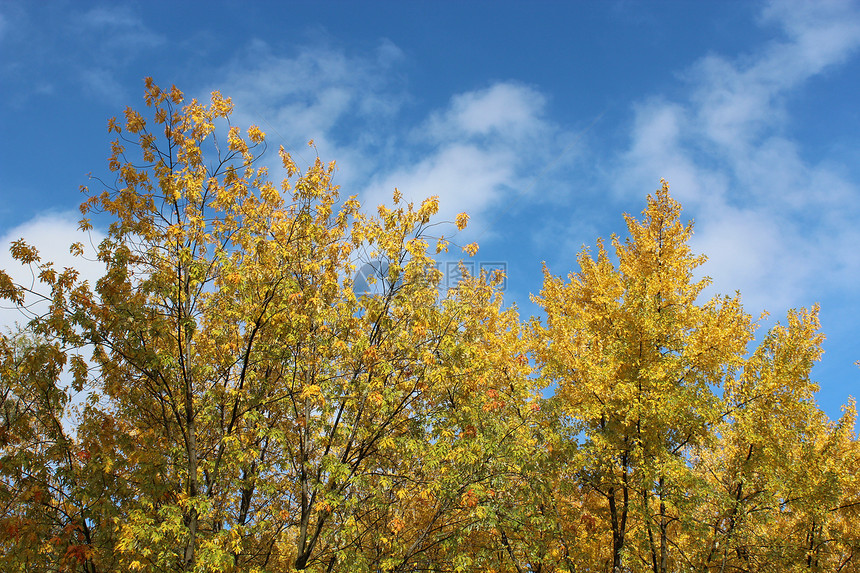 树上黄秋叶装饰展示公园橙子季节叶子黄色风格庆典蓝色图片