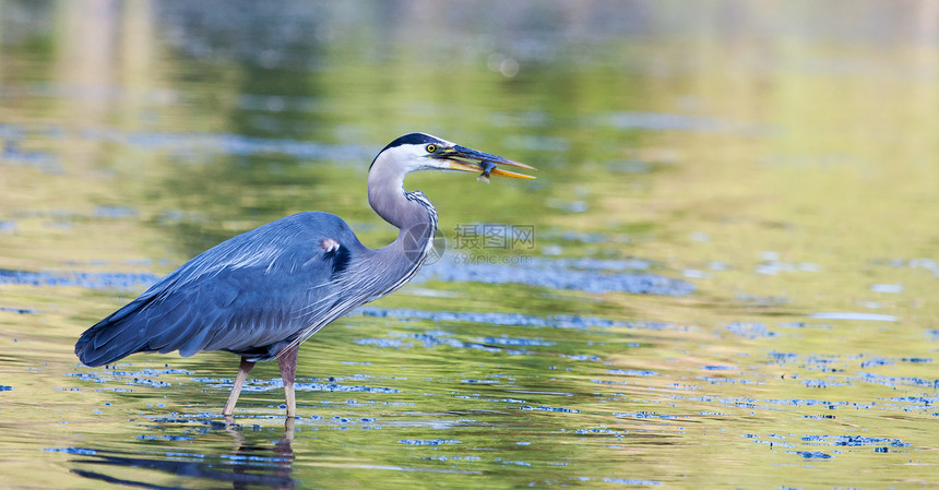 大蓝海隆捕到小蓝猎物野生动物钓鱼苍鹭蓝色羽毛动物鸟类池塘捕食者图片