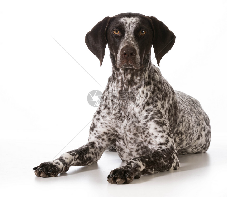 直发短发女指针短毛动物小狗训练反射白色观众宠物工作室犬类图片