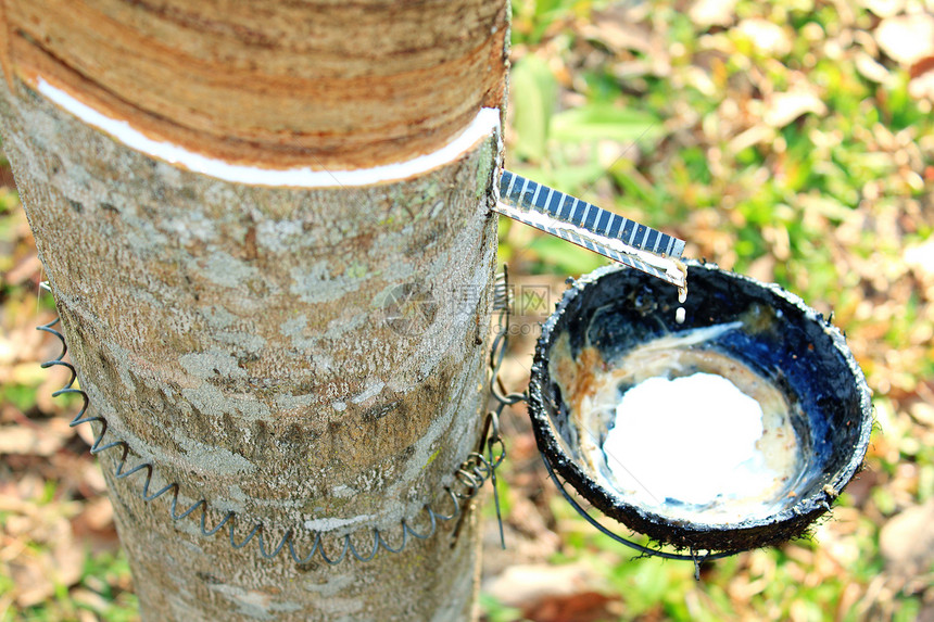 橡胶树树干牛奶农场工业林业木头绿色植物材料热带图片