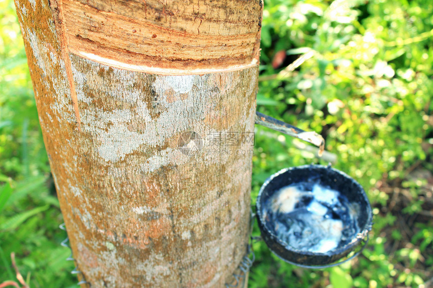 橡胶树乳胶林业绿色热带植物群丛林植物农场工业生长图片