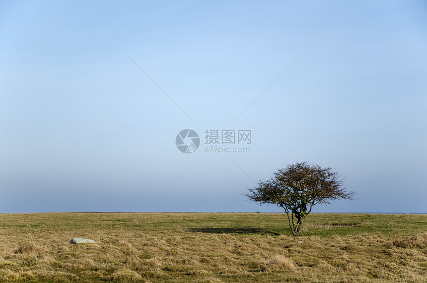 空旷草原上的孤树图片